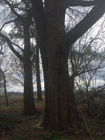 360 Valley Rd, Byron, GA 31008 - photo 7