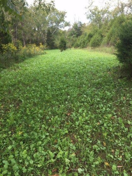 2853 Talmage Mayo Rd, Salvisa, KY 40372 - photo 7