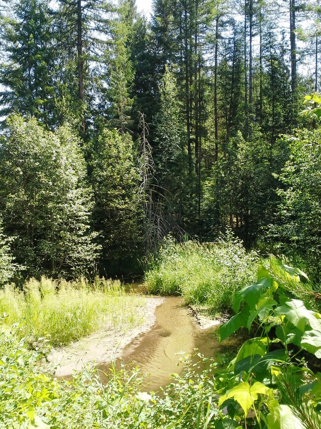 The creek
