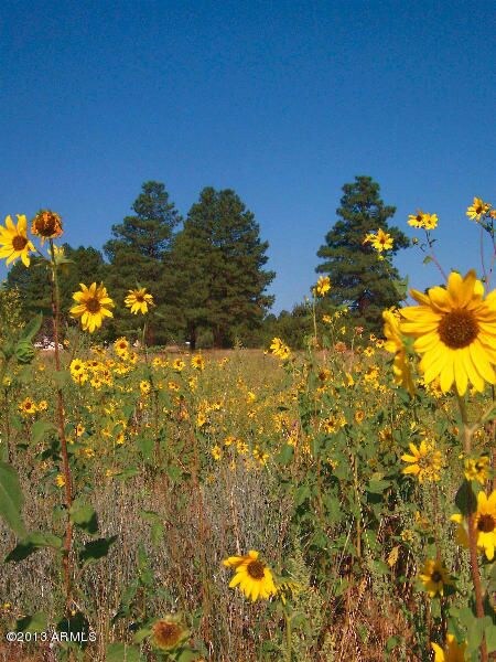 arizona_mountain_pines_property_acreage_