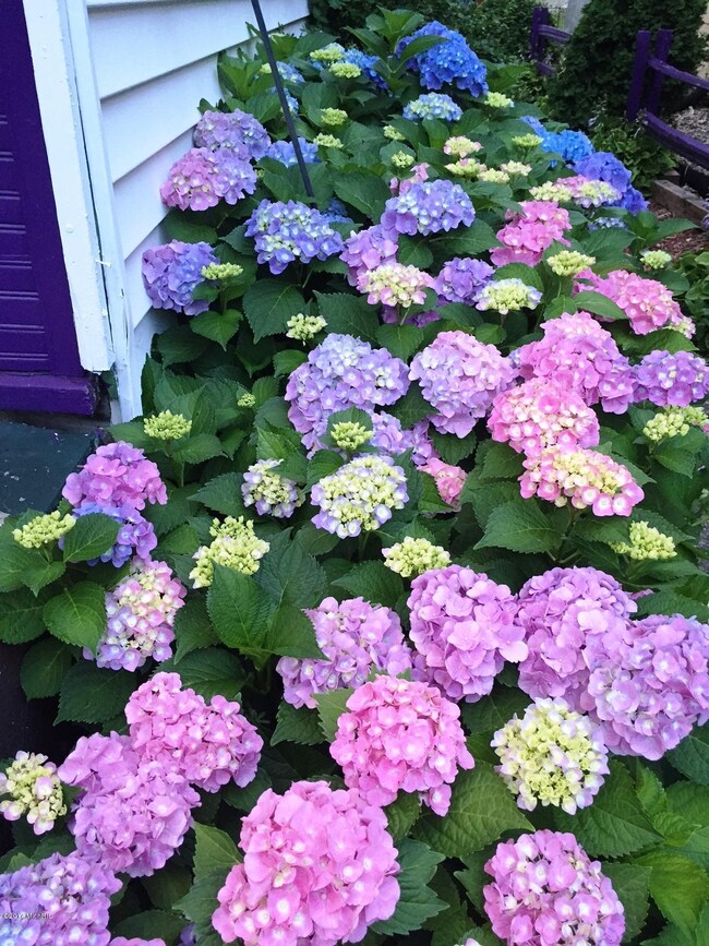 Hydrangeas