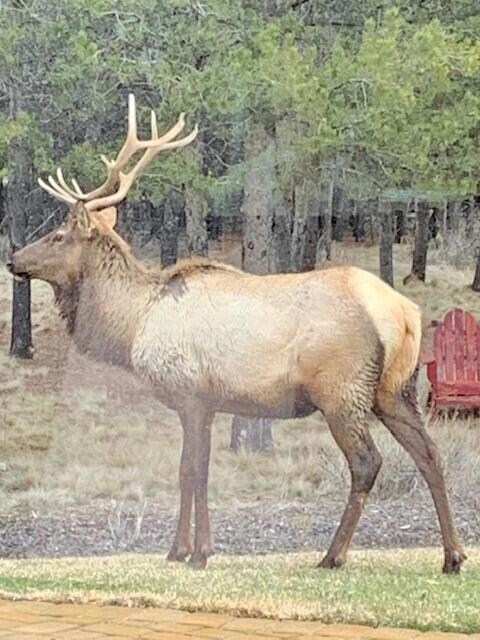 elk2