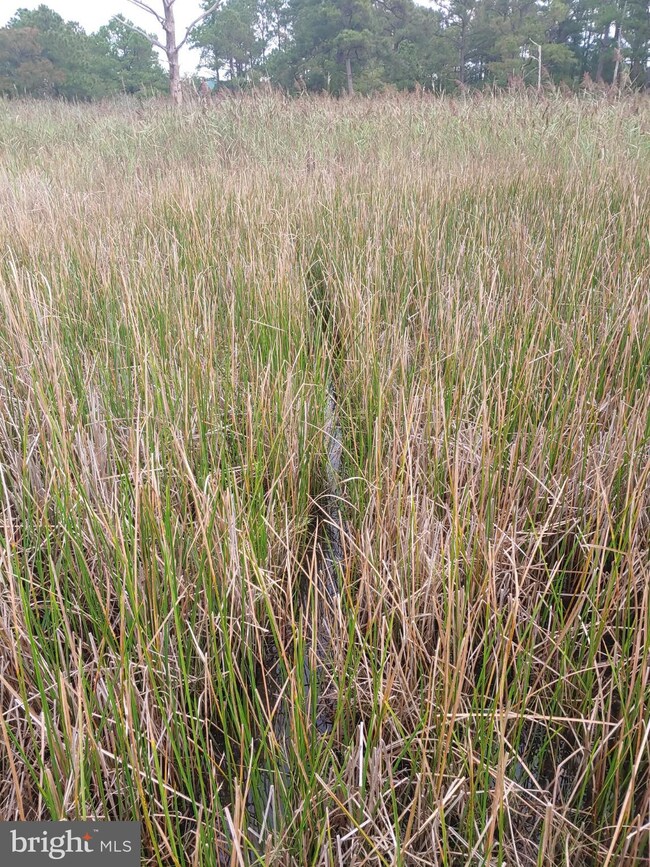 0 Shorters Wharf unit MDDO2006234, Cambridge, MD 21613 - photo 4