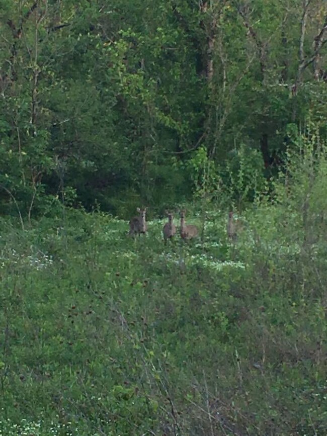 1089 5 Lick Rd, Mount Olivet, KY 41064 - photo 2