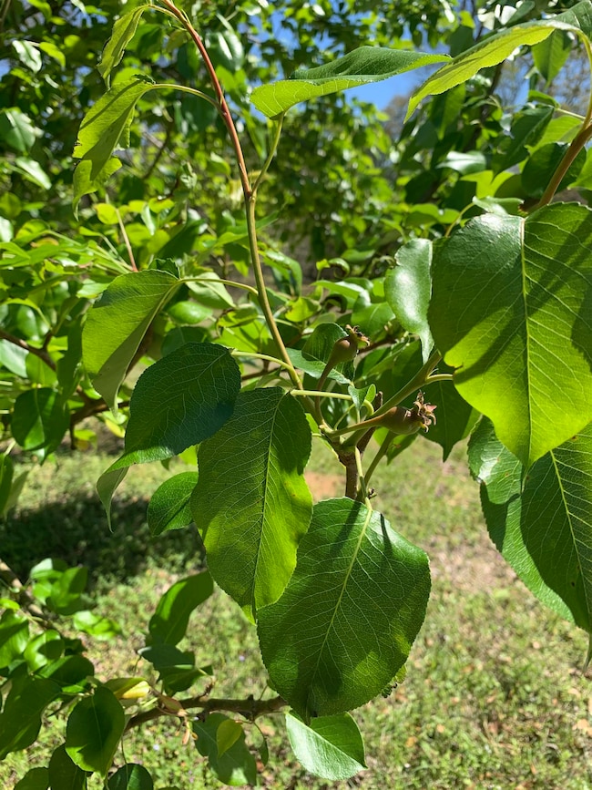 1067 Compton Rd, Brantley, AL 36009 - photo 4