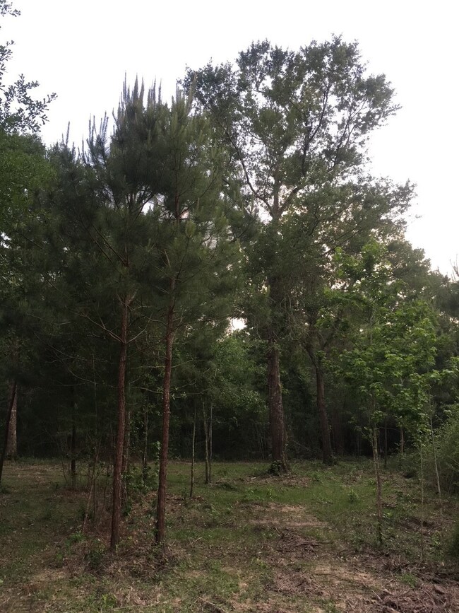 26164 Grand Pines Rd, Magnolia, TX 77355 - photo 4