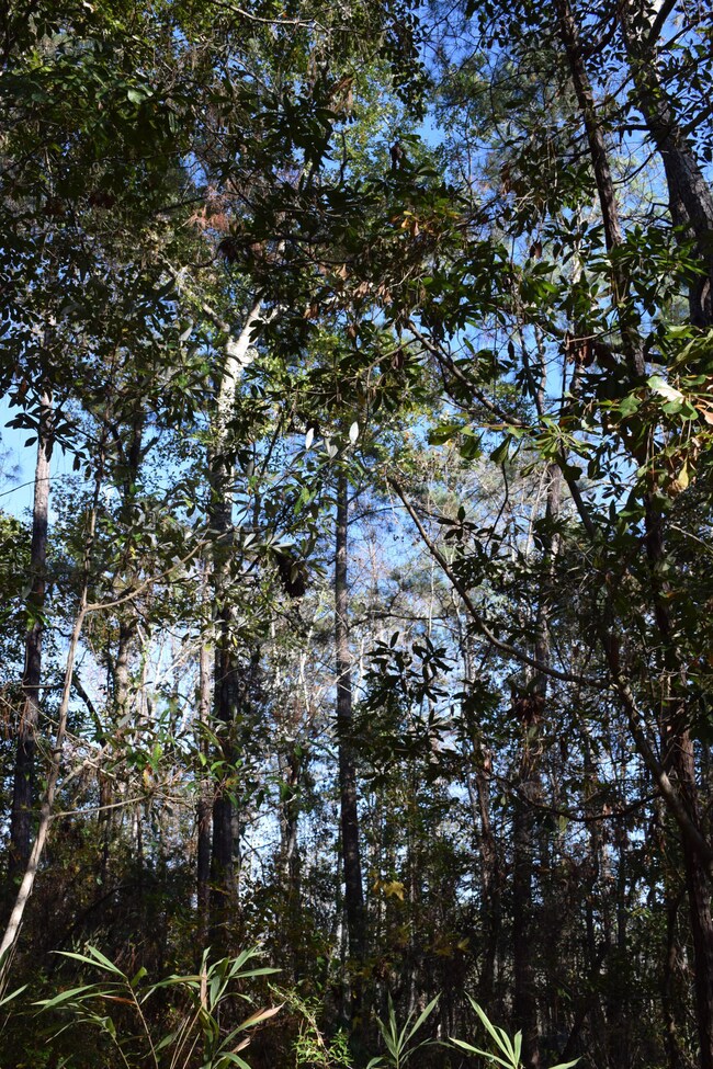 Tall trees