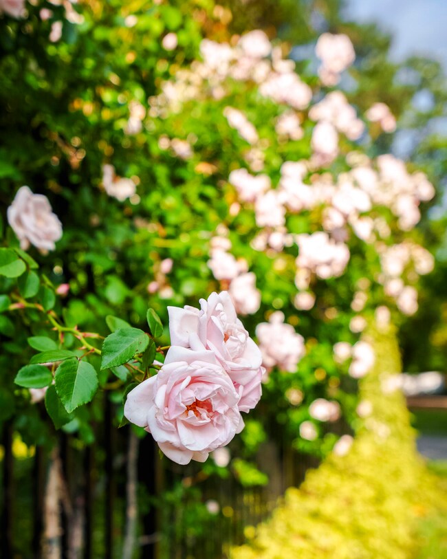 Beautiful Gardens!