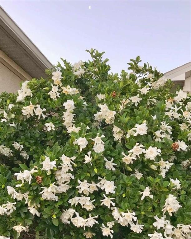 11807 Newberry Grove Loop, Riverview, FL 33579 - photo 3