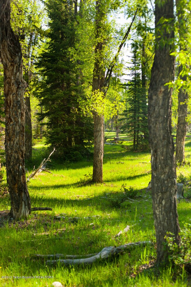 Beautiful Meadows