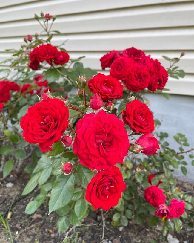 915 Ralph Nesbit Rd, Awendaw, SC 29429 - photo 3