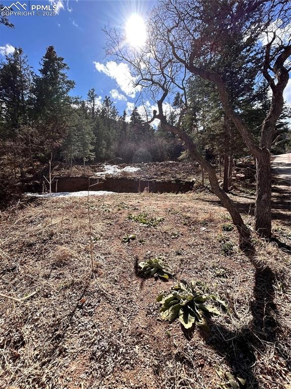 View of local wilderness