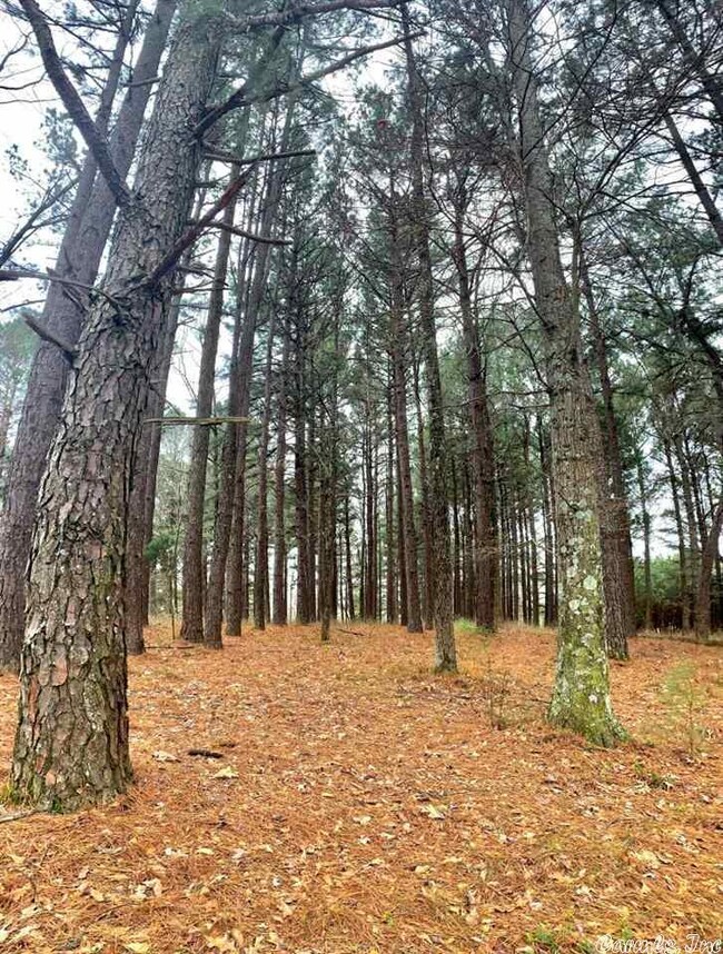 19.3 acres Winchester Dr, Jonesboro, AR 72401 - photo 2