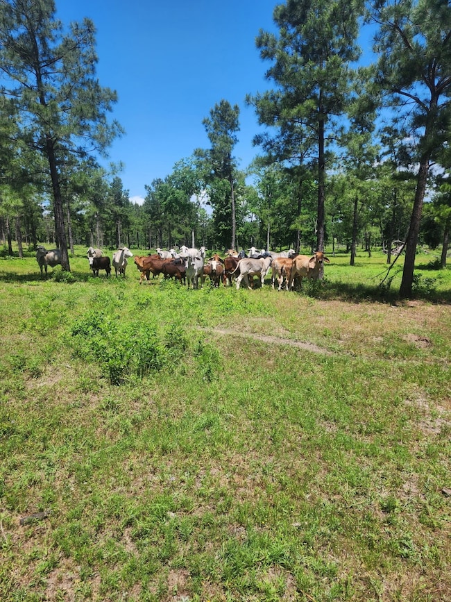 3116 State Highway 75 N, Huntsville, TX 77320 - photo 4