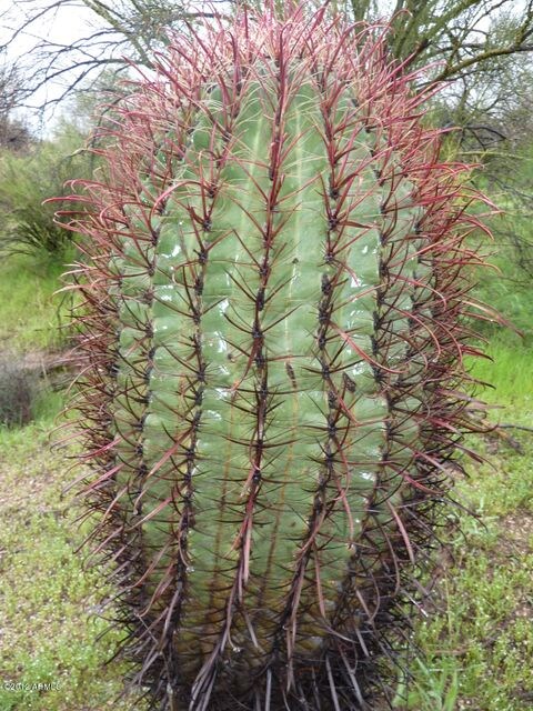 Cactus