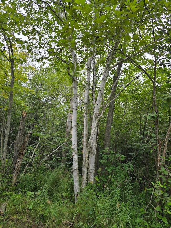 10.11 Acre Golden Rd SE unit 10.11 Acre, Kalkaska, MI 49646 - photo 3