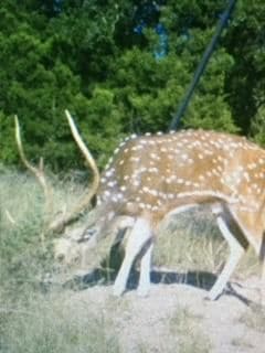 unlisted-address, Rocksprings, TX 78880 - photo 5