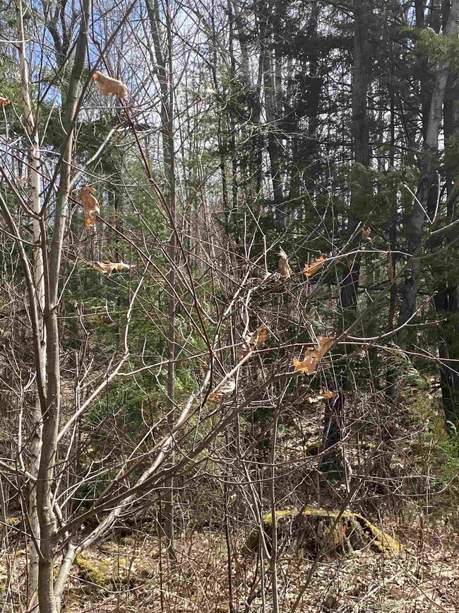 46 Fullam Pond Rd, Winchester, NH 03470 - photo 5