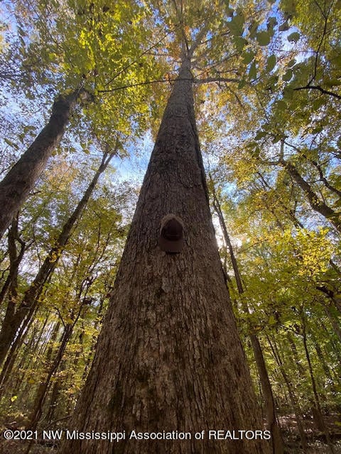 16 Sandy Ridge, Byhalia, MS 38611 - photo 6