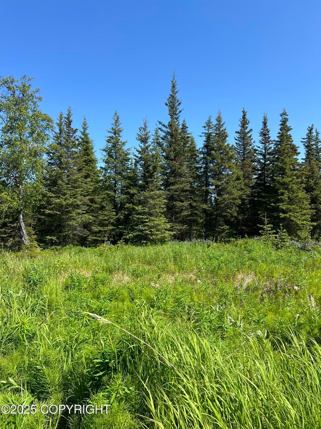 Mixture of sparse spruce and open field