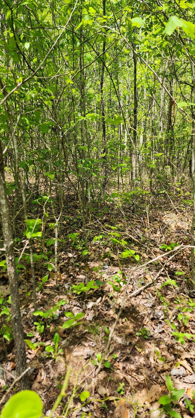 0 Tootley Campbell Rd, Monteagle, TN 37356 - photo 7