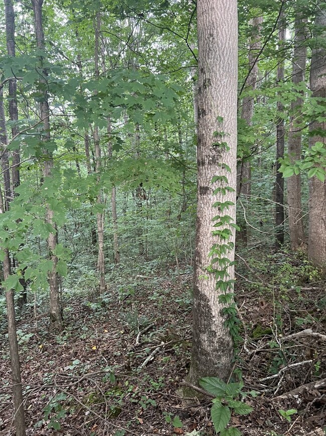 00 Audrey Ln, Byrdstown, TN 38549 - photo 6