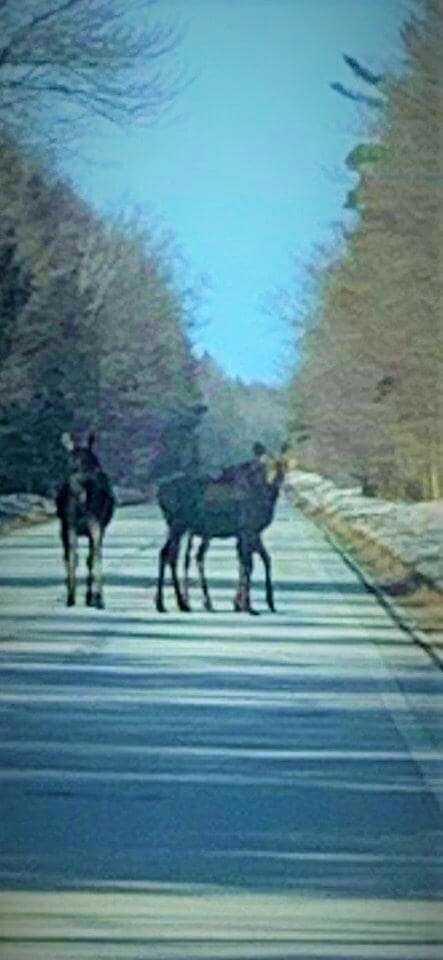 3 moose late april   REDONE