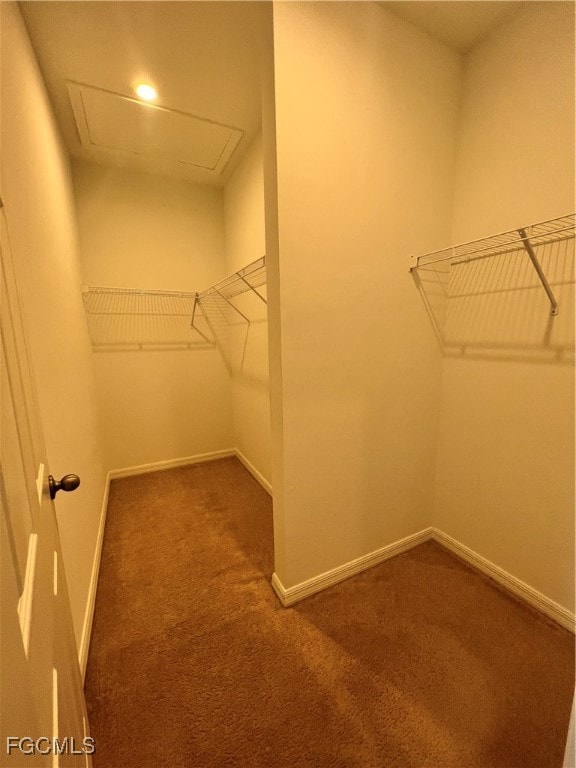 Spacious closet featuring attic access and carpet