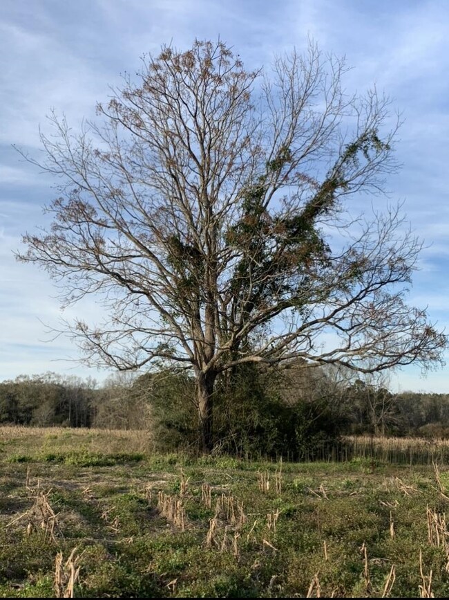 00 Sablefish Ln, Red Level, AL 36474 - photo 2