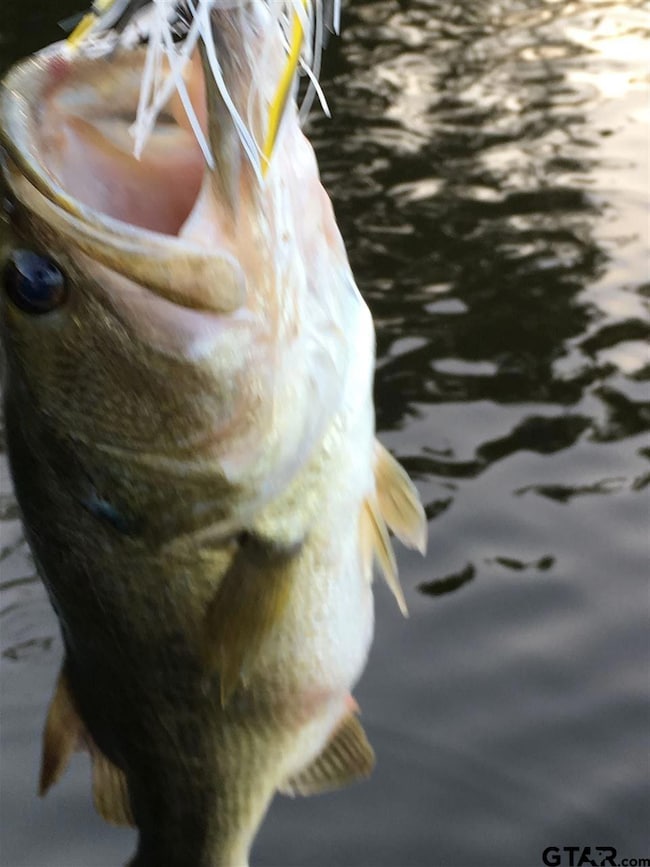 15502 County Road 288, Tyler, TX 75707 - photo 5