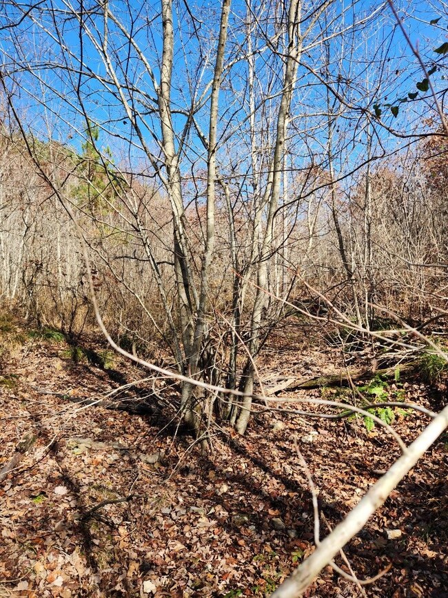 231 Pioneer Dr, Linden, TN 37096 - photo 6