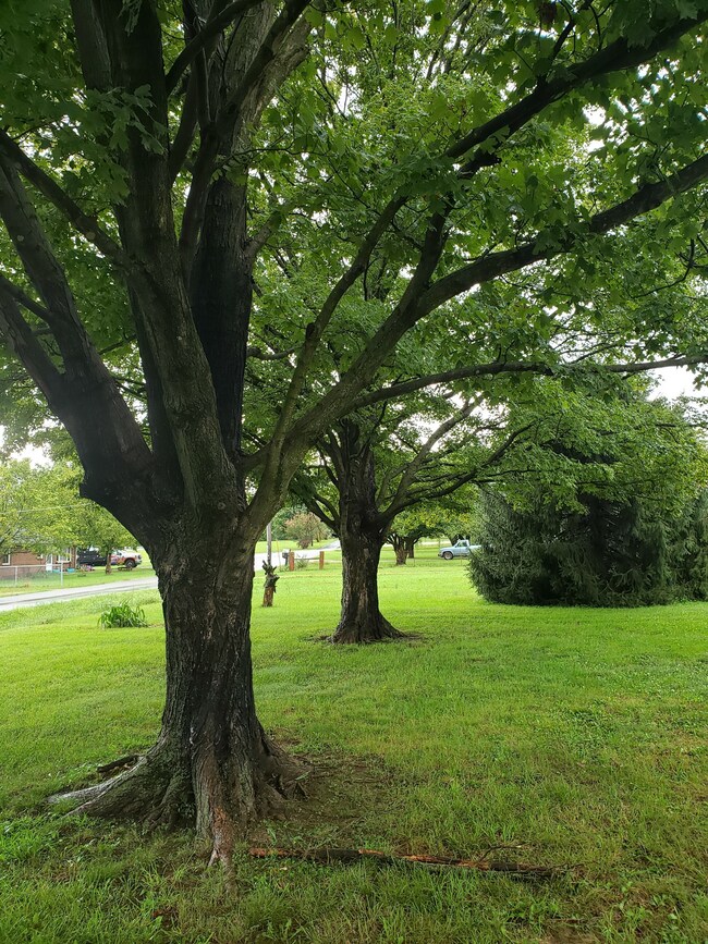 Very mature trees in front yard of home.  