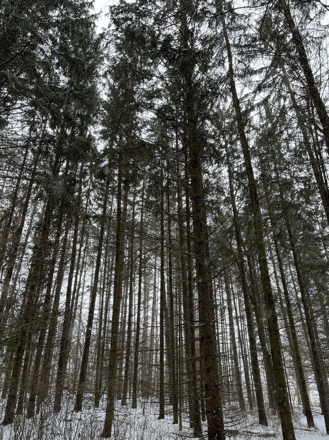 Towering Pine Trees