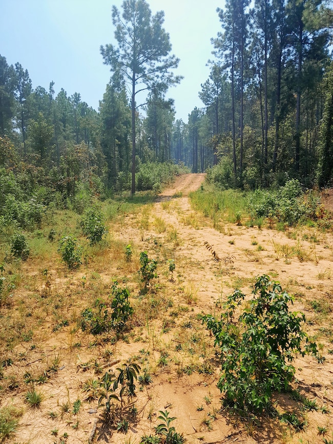 Tbd White Store Rd, Wadesboro, NC 28170 - photo 6