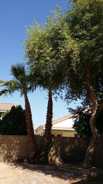 Backyard 2