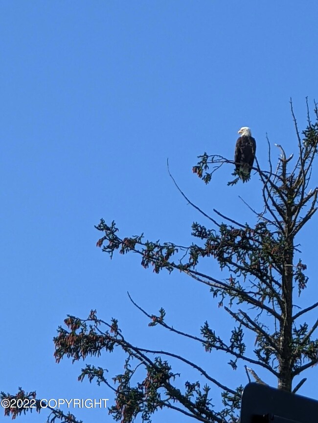 65993 Junction Ave, Anchor Point, AK 99556 - photo 7