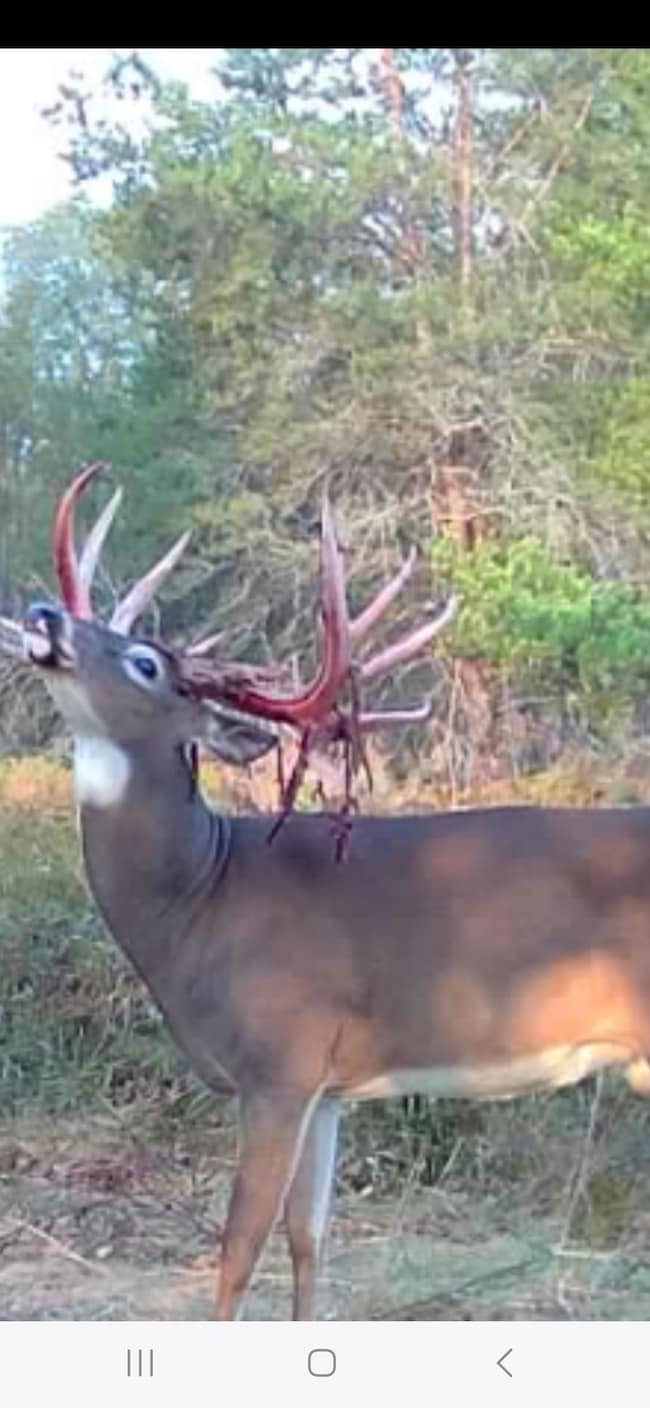 9283 9283 unit N Willow Ave., Bitely, MI 49309 - photo 4