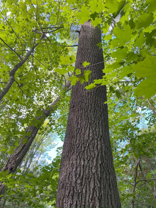 29084 Cr 455, McMillan, MI 49853 - photo 3