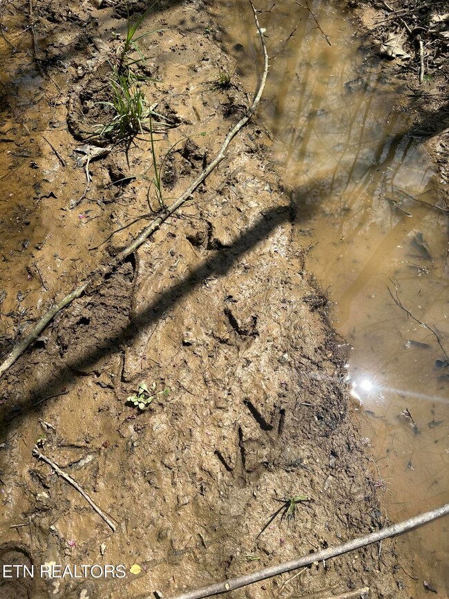Turkey Tracks