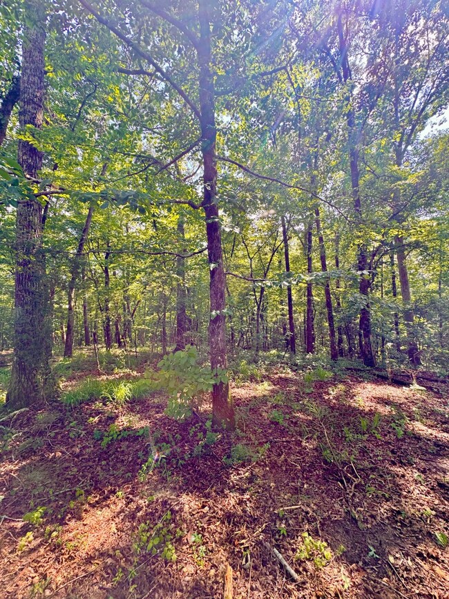 0 Bailey Rd, Double Springs, AL 35553 - photo 6