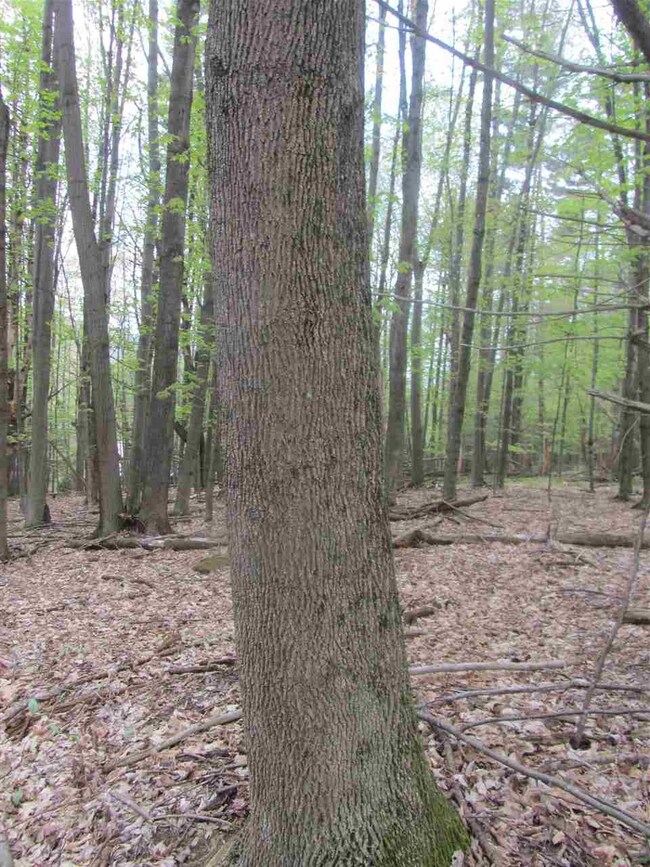 2500 U S 7 unit 2, Rutland, VT 05701 - photo 7