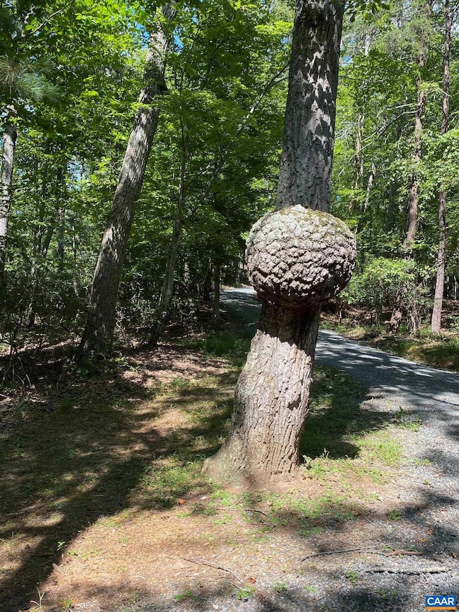 unique tree by parking spot