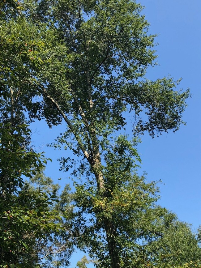 Lot 1 Crossno, Cleveland, TX 77328 - photo 6