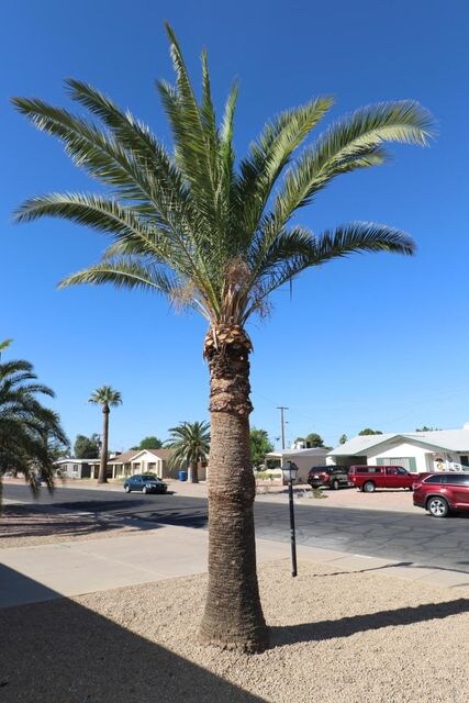 Mature Palm Trees