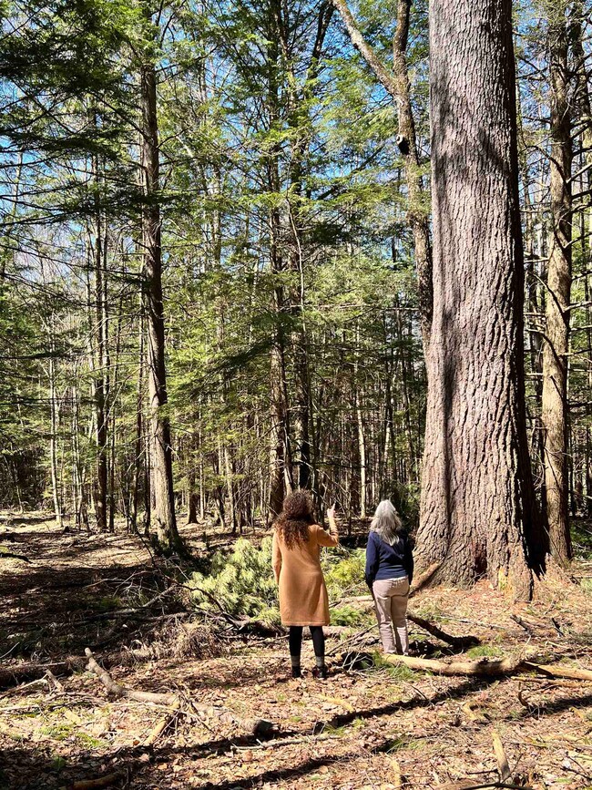 276 Cheshire Turnpike, Langdon, NH 03602 - photo 6