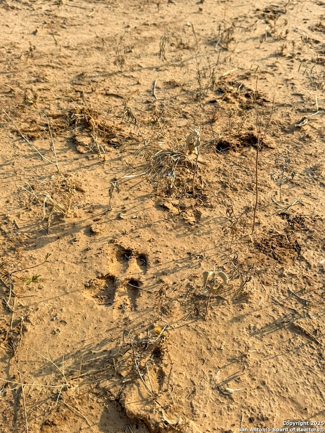 6870 County Road 329 (Tract 1-3)), Jourdanton, TX 78026 - photo 7