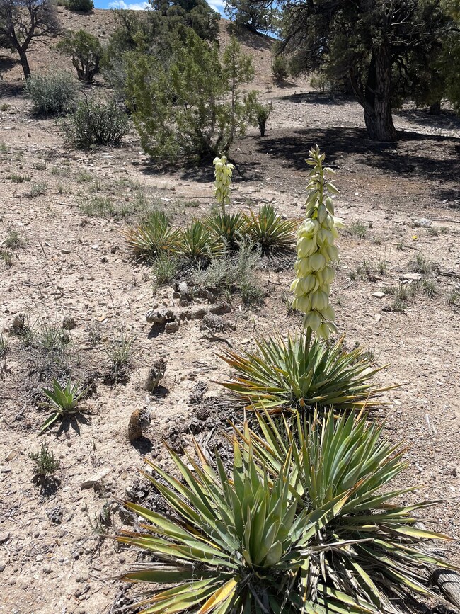 14180 High Mesa Loop unit 66, Duchesne, UT 84021 - photo 5