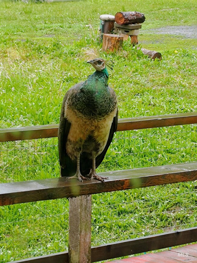 341 Suttler Creek Rd, Kooskia, ID 83539 - photo 2