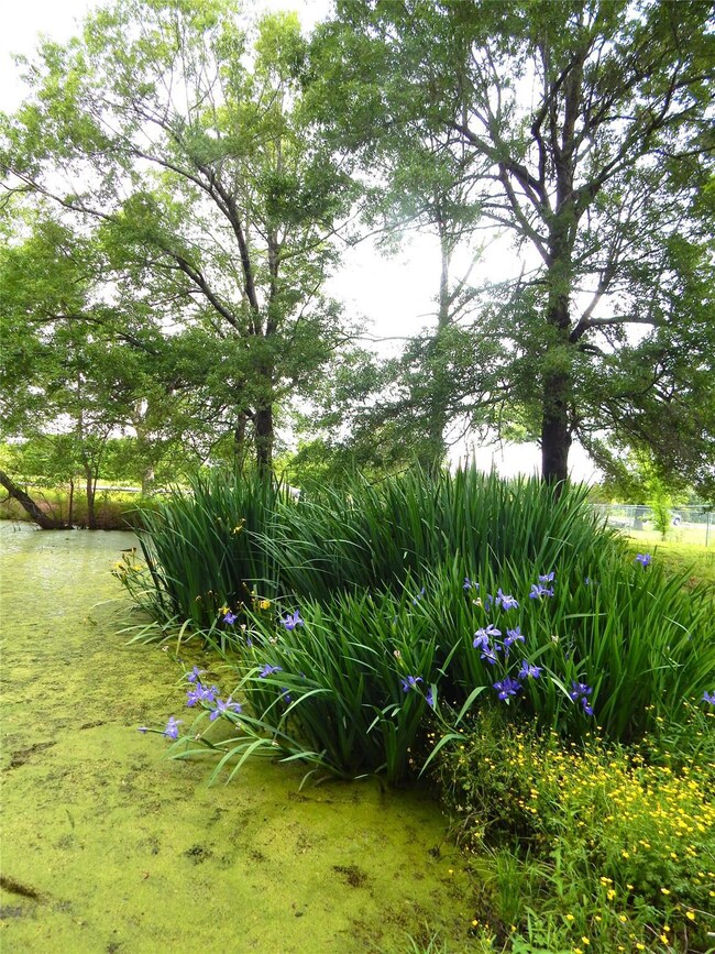 Pond