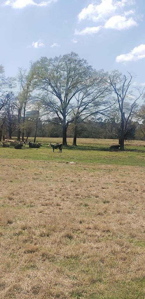 716 Augusta Rd, Edgefield, SC 29824 - photo 5